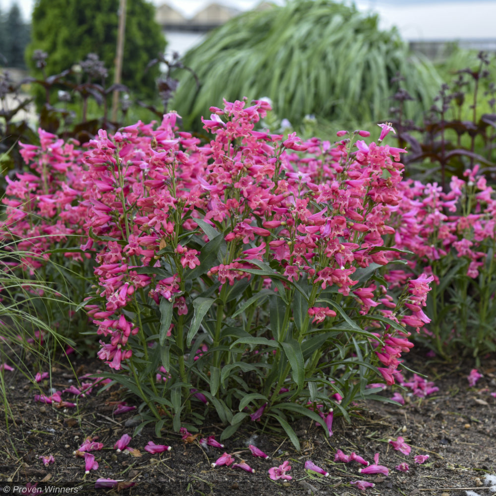 Penstemon, Bejeweled Pink Pearls #1 – Greenwood Creek Nursery