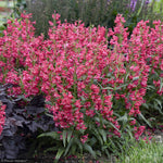 Load image into Gallery viewer, Penstemon, Bejeweled Rose Rhinestones #1