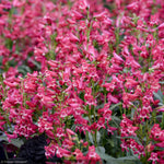 Load image into Gallery viewer, Penstemon, Bejeweled Rose Rhinestones #1