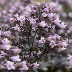 Load image into Gallery viewer, Penstemon, Dakota Burg #1