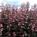 Load image into Gallery viewer, Penstemon, Dark Towers #1