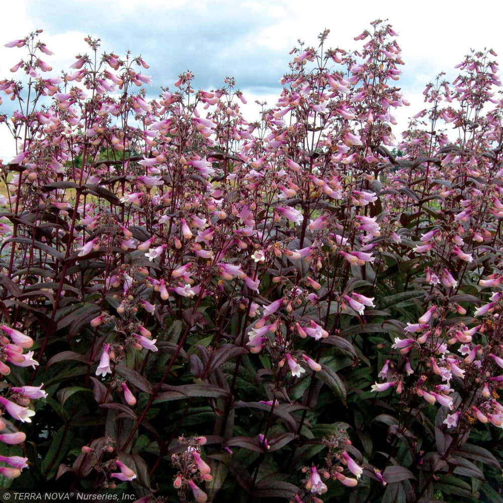 Penstemon, Dark Towers #1