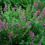 Load image into Gallery viewer, Penstemon, Harlequin Purple #1