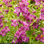 Load image into Gallery viewer, Penstemon, Harlequin Purple #1
