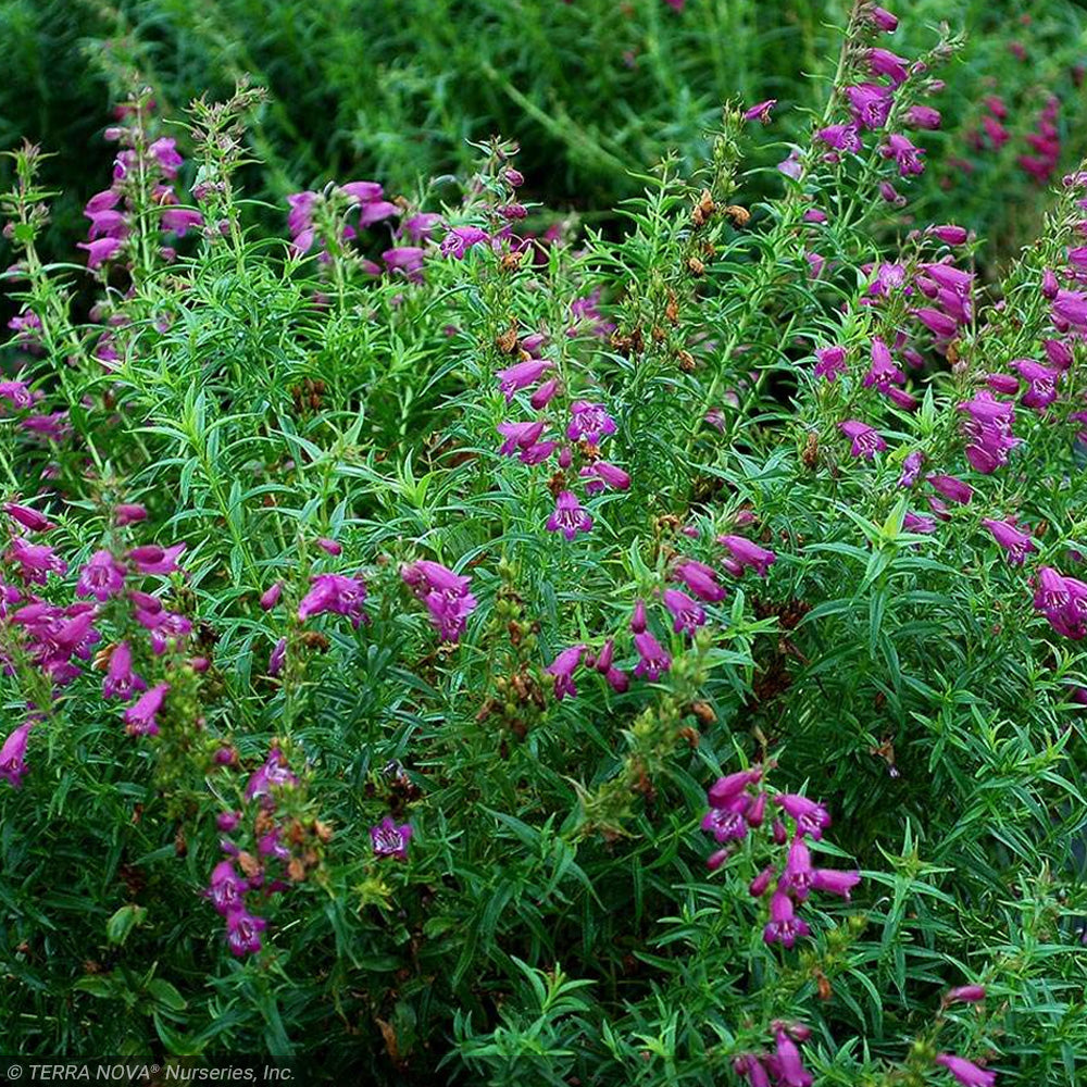 Penstemon, Harlequin Purple #1