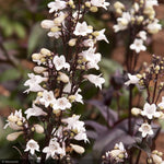 Load image into Gallery viewer, Penstemon, Husker Red #1