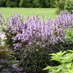 Load image into Gallery viewer, Penstemon, Midnight Masquerade #1