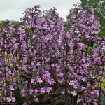Load image into Gallery viewer, Penstemon, Midnight Masquerade #1