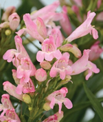 Load image into Gallery viewer, Penstemon, Rock Candy Pink Improved #1