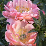 Load image into Gallery viewer, Peony, Coral Charm #1