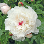 Load image into Gallery viewer, Peony, Festiva Maxima #1