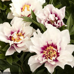 Load image into Gallery viewer, Peony, Itoh Cora Louise, White #5