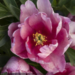 Load image into Gallery viewer, Peony, Itoh, Keiko Pink #5