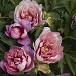 Load image into Gallery viewer, Peony, Itoh, Keiko Pink #5