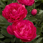 Load image into Gallery viewer, Peony, Kansas Red #2