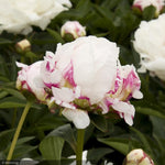 Load image into Gallery viewer, Peony, Shirley Temple #1