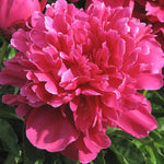 Load image into Gallery viewer, Peony, Victoire de la Marne #3