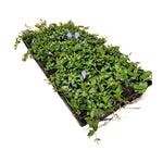 Load image into Gallery viewer, Periwinkle, Flat of 50