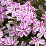 Load image into Gallery viewer, Phlox, Candy Stripe #1