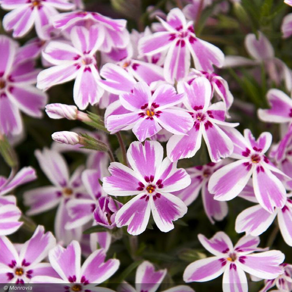 Phlox, Candy Stripe #1