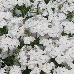 Load image into Gallery viewer, Phlox, Daughter of Pearl #1