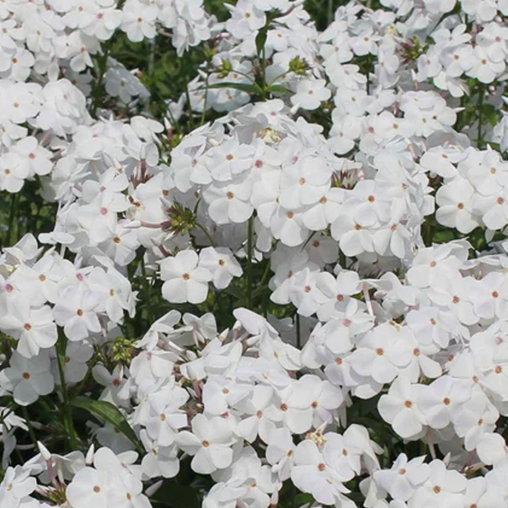 Phlox, Daughter of Pearl #1