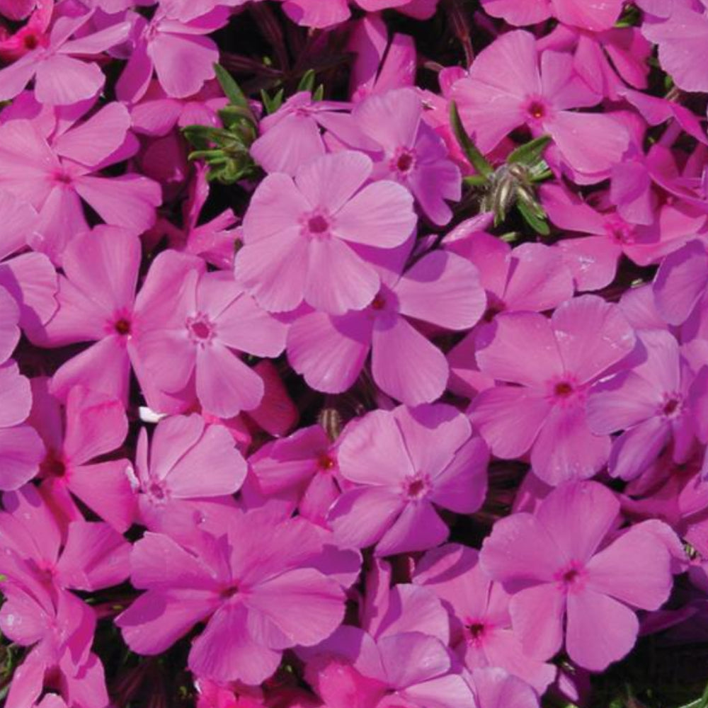 Phlox, Drummond's Pink #1