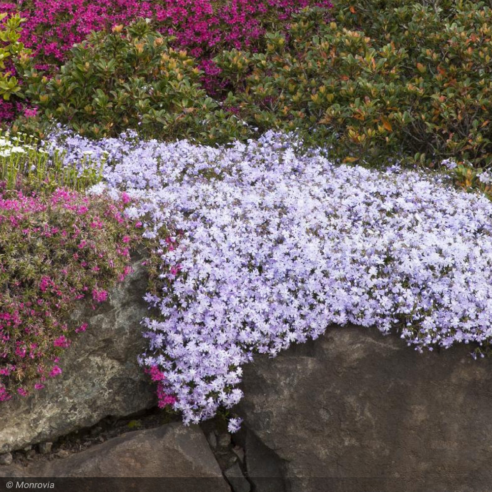 Phlox, Emerald Blue #1 – Greenwood Creek Nursery