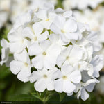 Load image into Gallery viewer, Phlox, Flame Pro White #1