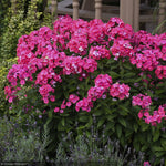Load image into Gallery viewer, Phlox, Glamour Girl #1