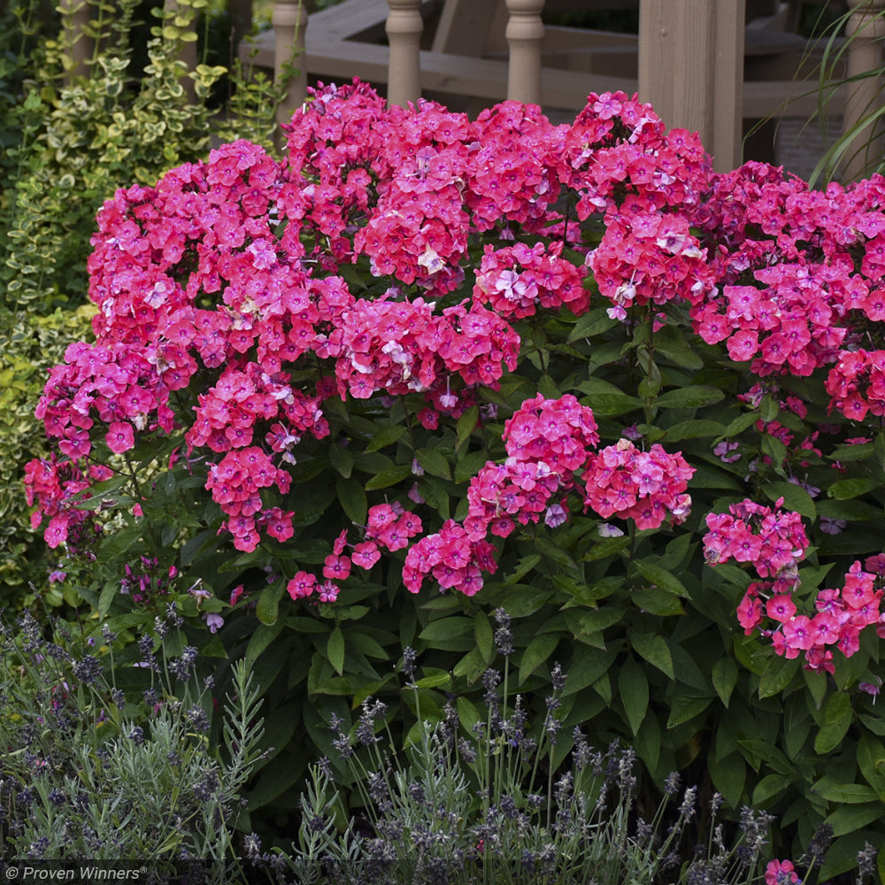 Phlox, Glamour Girl #1