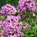 Load image into Gallery viewer, Phlox, Jeana #1