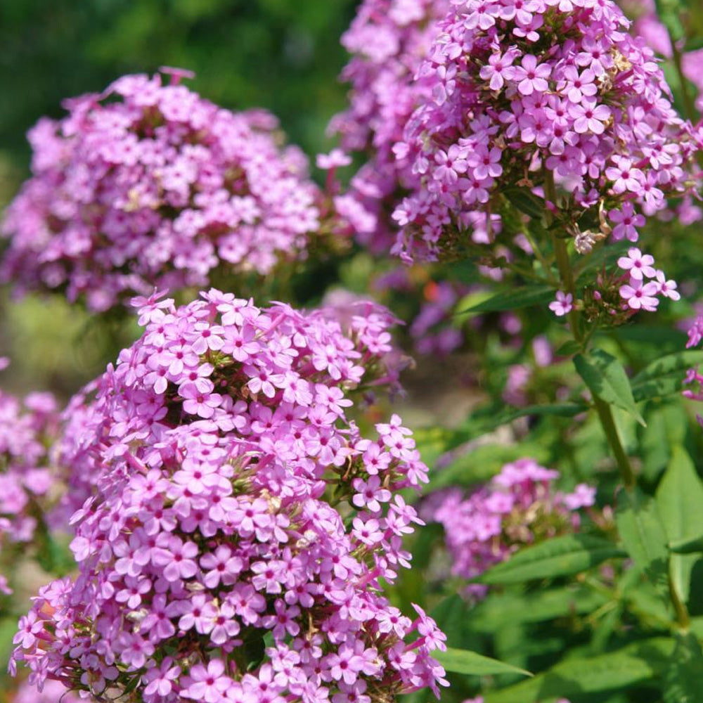 Phlox, Jeana #1