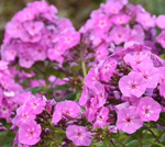 Load image into Gallery viewer, Phlox, Luminary Evening Glow #1