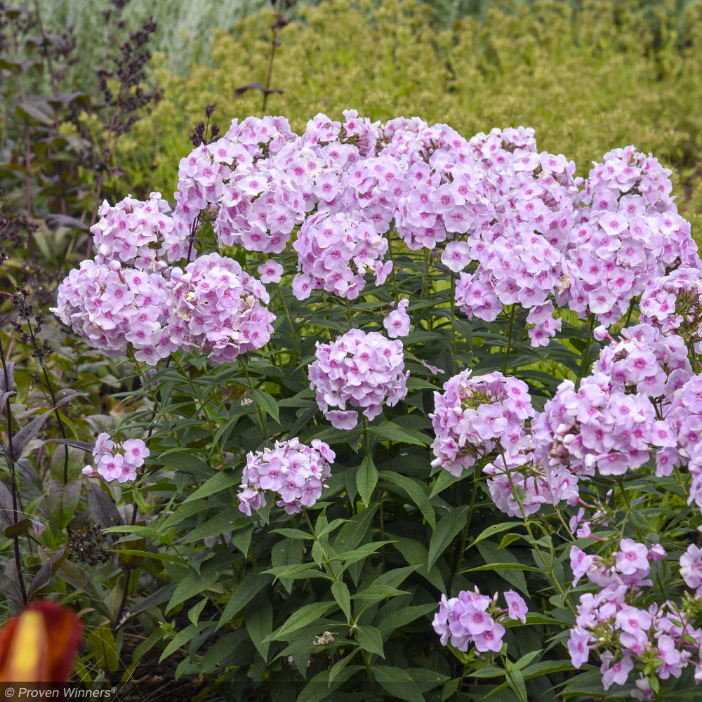 Phlox, Luminary Opalescence #1 – Greenwood Creek Nursery