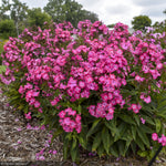 Load image into Gallery viewer, Phlox, Luminary Pink Lightning #1