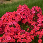 Load image into Gallery viewer, Phlox, Luminary Sunset Coral #1