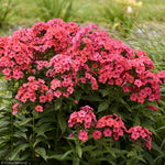 Load image into Gallery viewer, Phlox, Luminary Sunset Coral #1