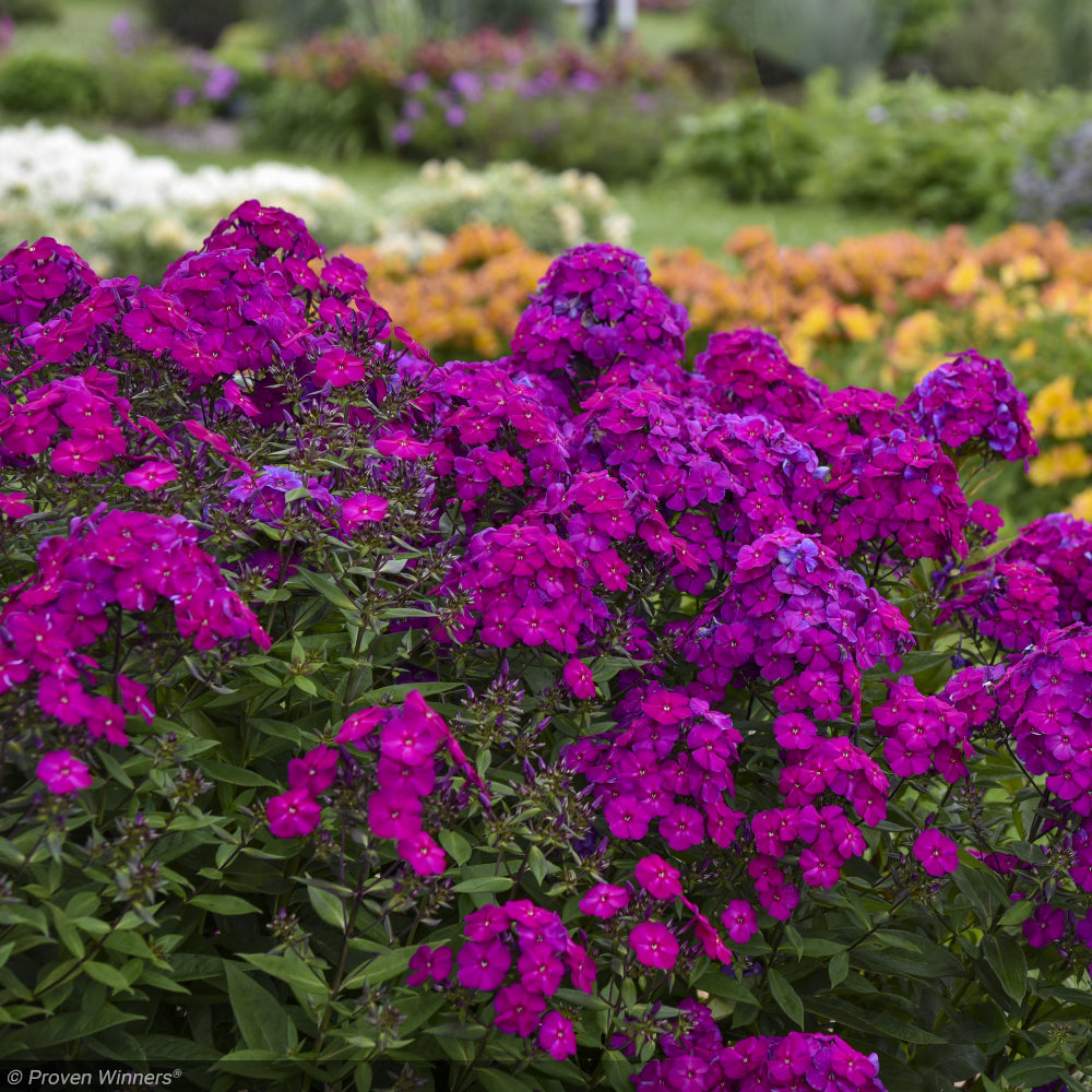Lumina spore kawahijen × unicorn sp dw Phlox, Luminary Ultraviolet #1 – Greenwood Creek Nursery