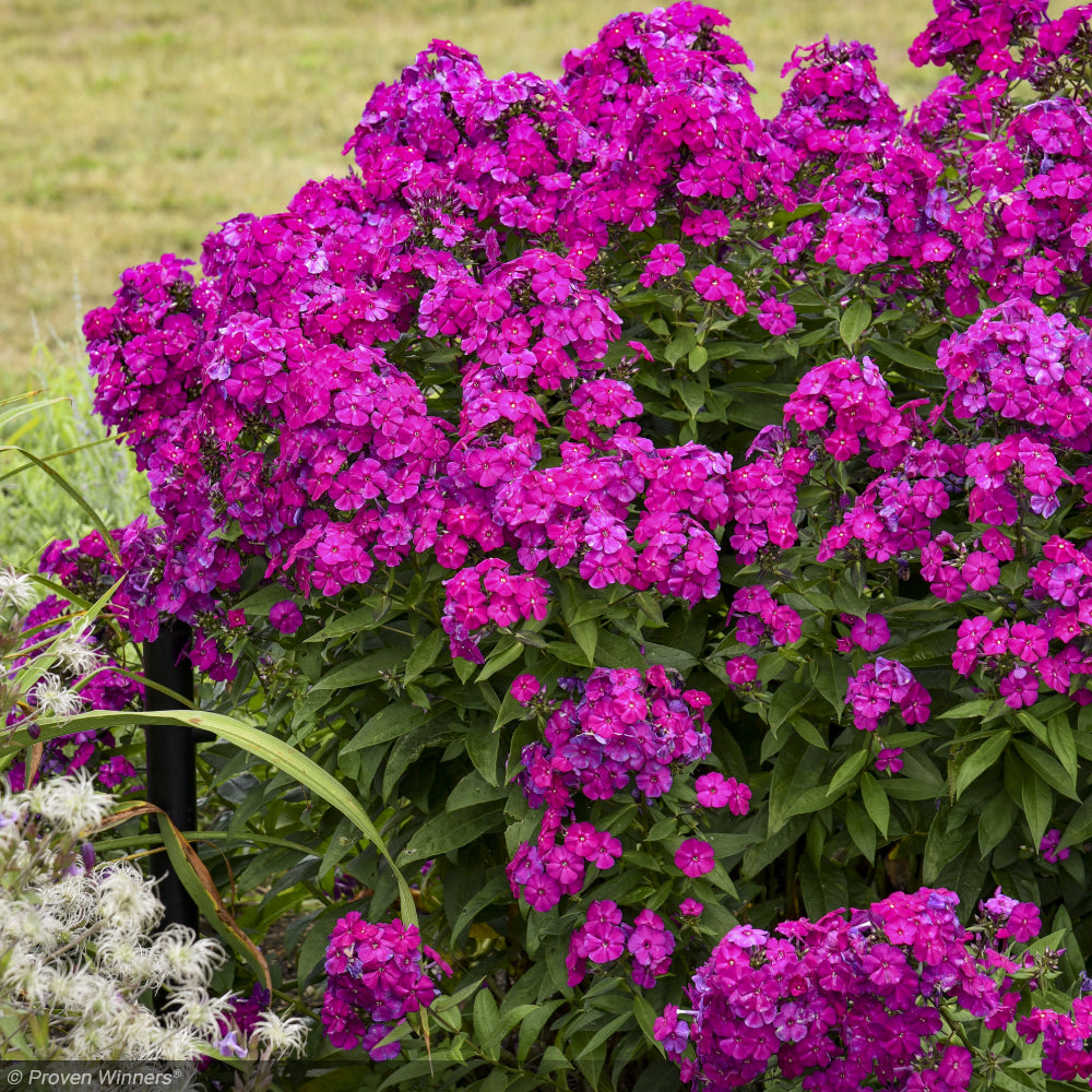 Phlox, Luminary Ultraviolet #1 – Greenwood Creek Nursery
