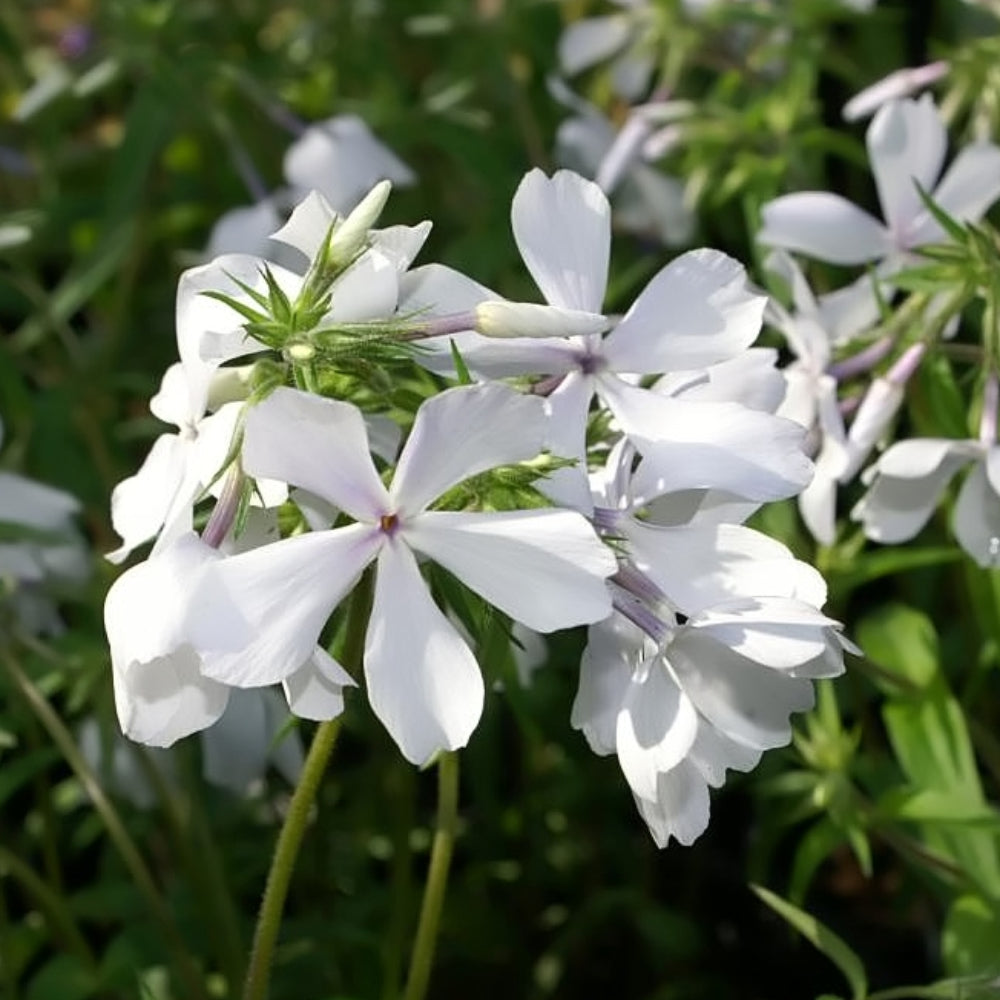 floowページです Phlox, May Breeze Qt – Greenwood Creek Nursery