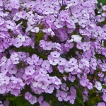 Load image into Gallery viewer, Phlox, Opening Act Blush #1