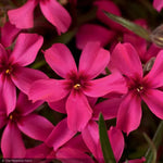 Load image into Gallery viewer, Phlox, Scarlet Flame #1