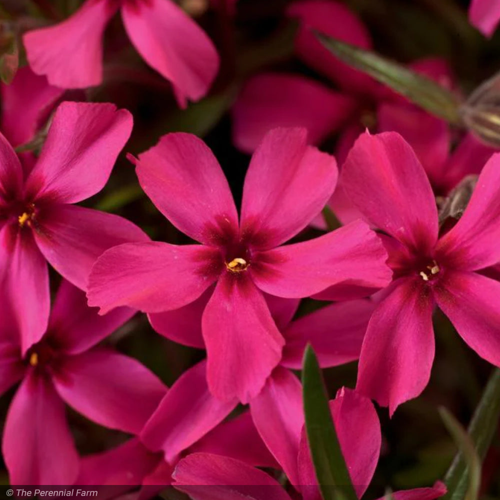 Phlox, Scarlet Flame #1