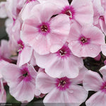 Load image into Gallery viewer, Phlox, Sweet Summer Queen #1