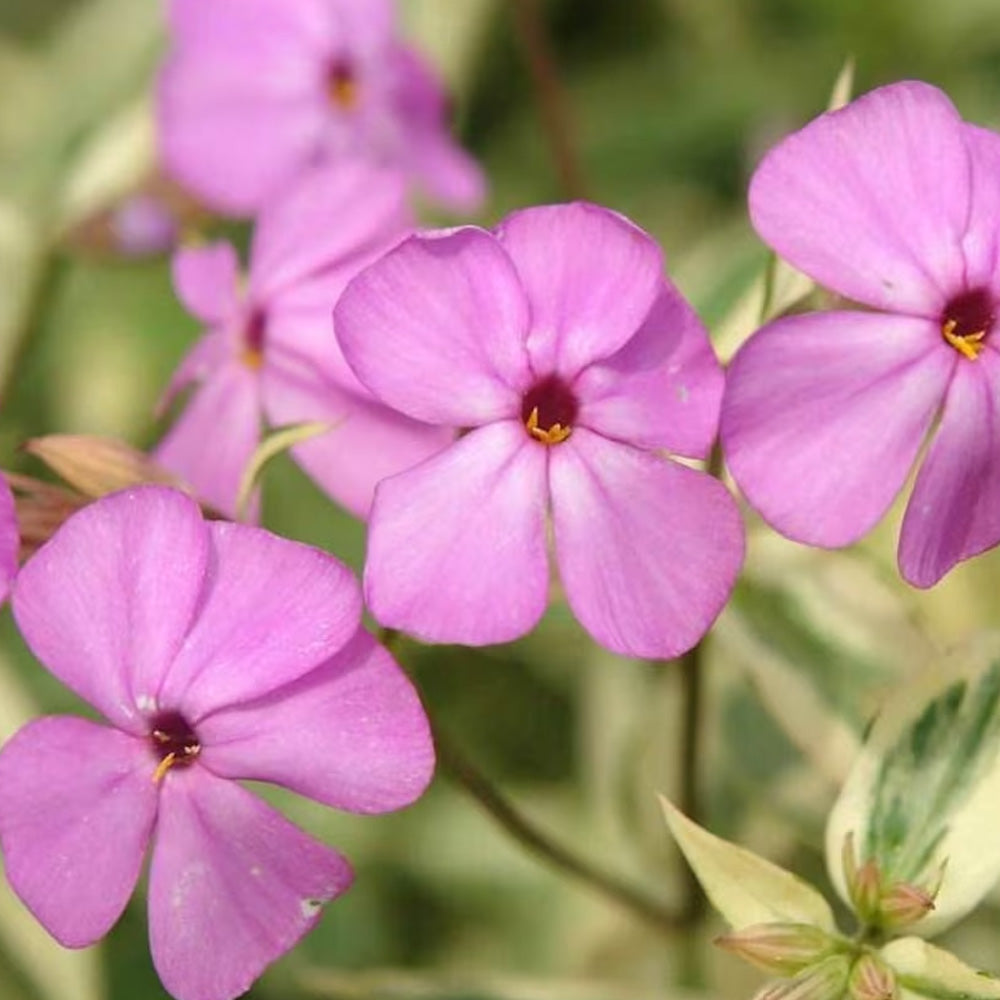 アクセサリー Phlox Japan Phlox, Triple Play Qt – Greenwood Creek Nursery