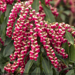 Load image into Gallery viewer, Pieris Japonica, Enchanted Forest Gay Goblin #5