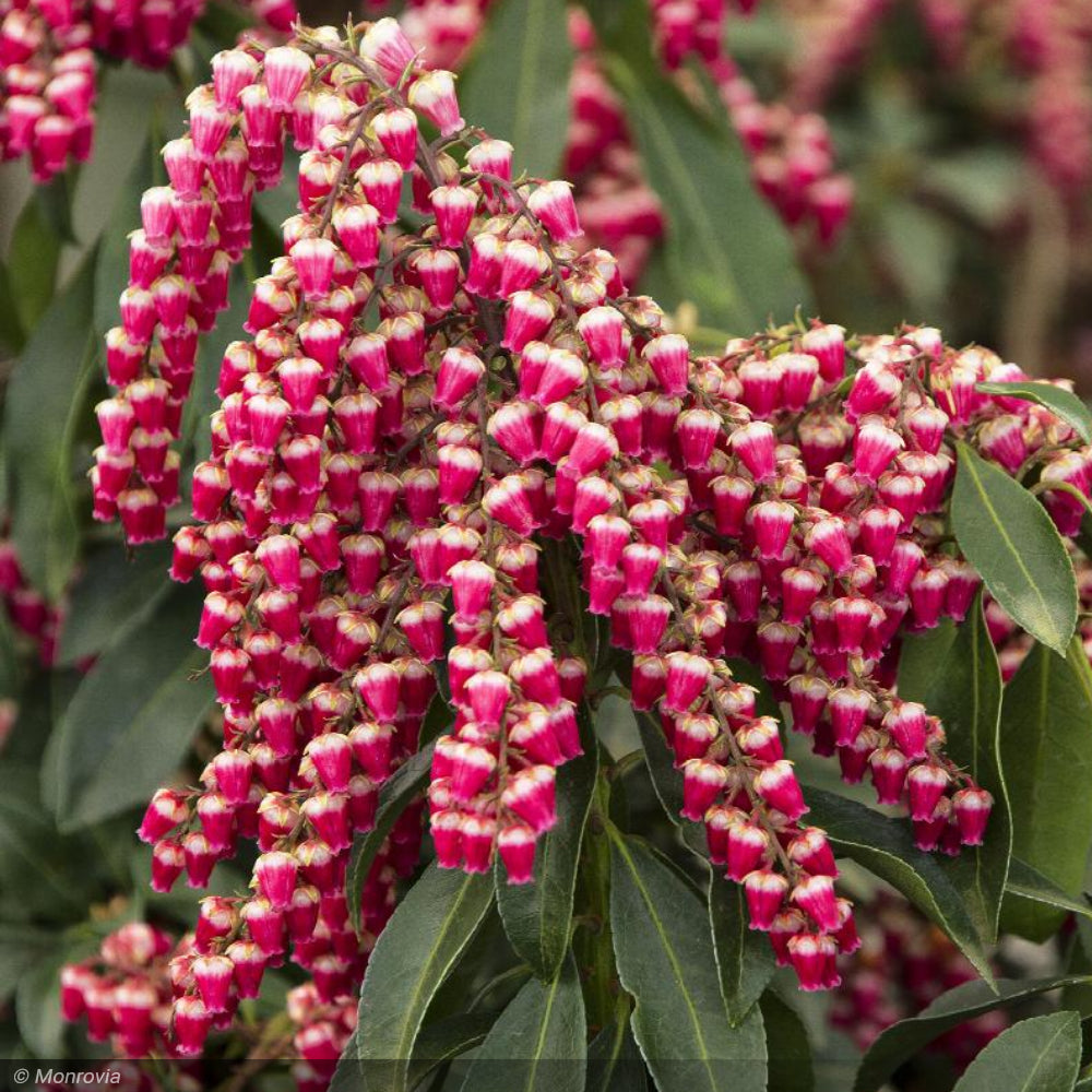Pieris Japonica, Enchanted Forest Gay Goblin #5