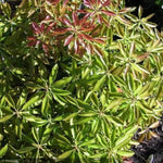 Load image into Gallery viewer, Pieris Japonica, Enchanted Forest Gay Goblin #5