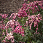 Load image into Gallery viewer, Pieris Japonica, Enchanted Forest Impish Elf #2
